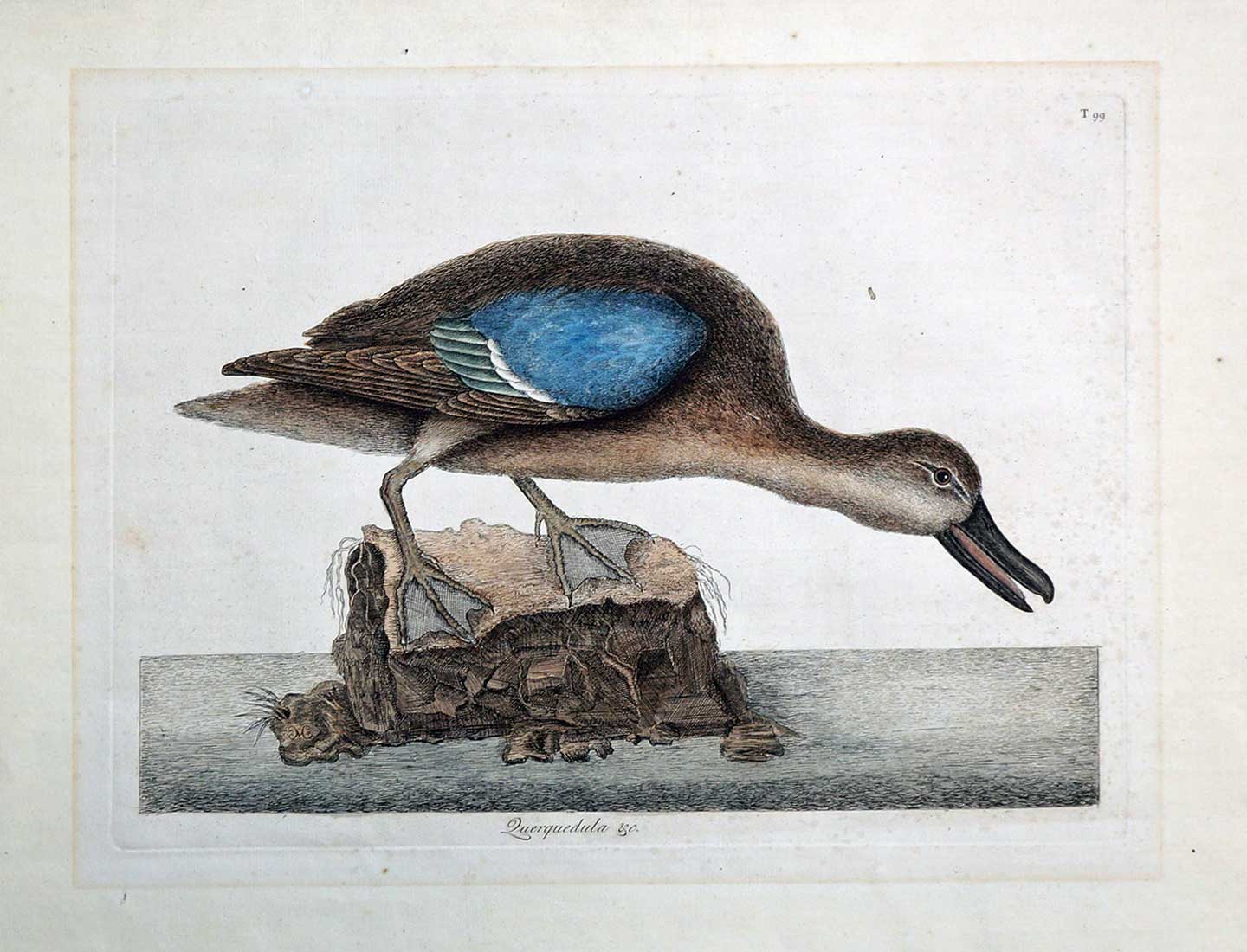 Mark Catesby Hand-Colored Etching