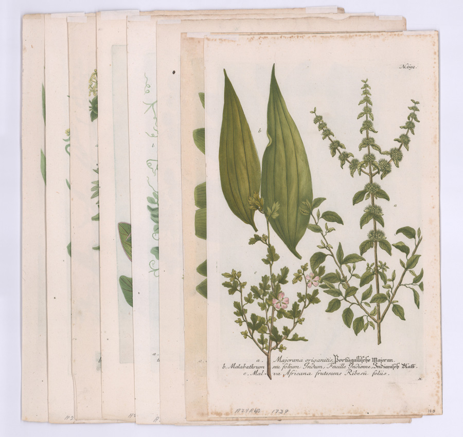 Eight Ca.1739-48 Botanical Engravings by Weinmann