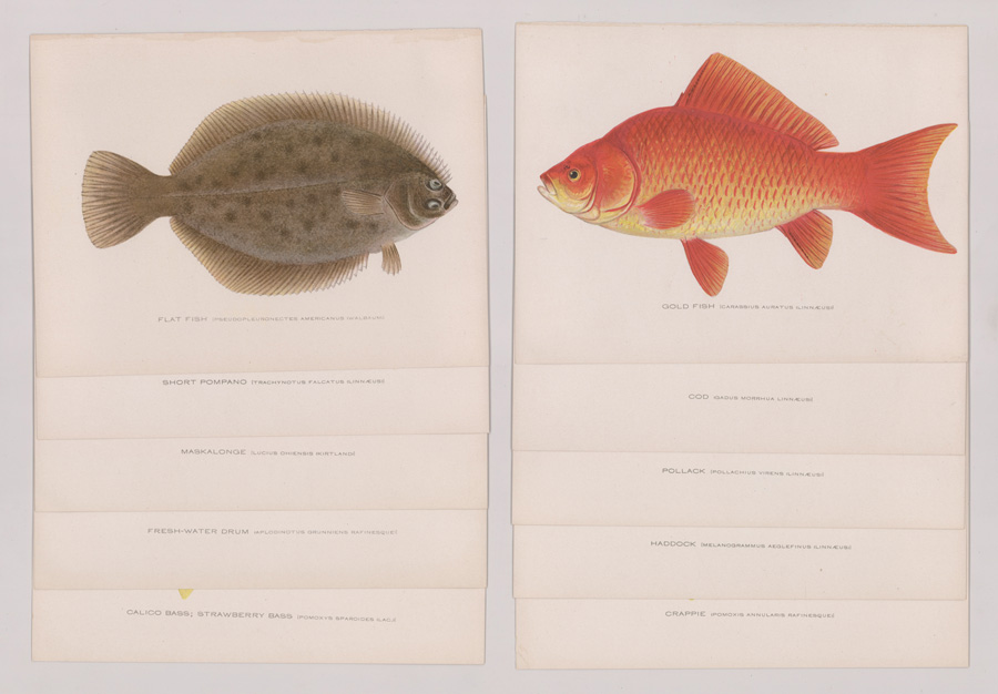 Ten 1856-1937 Fish Prints by Denton