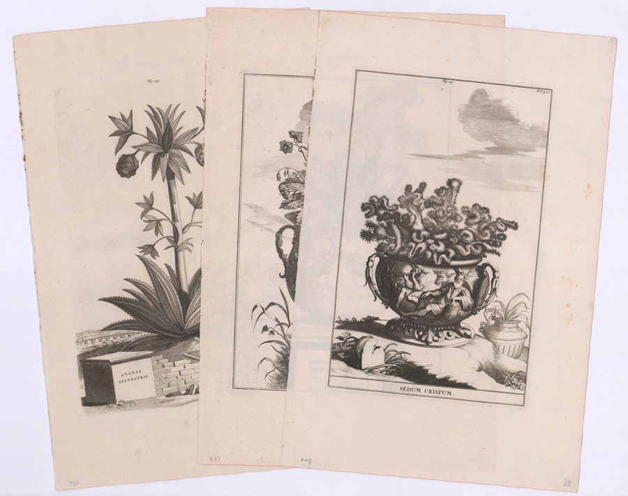 18th-Cent. A. Munting Medicinal Herbal Prints (3)