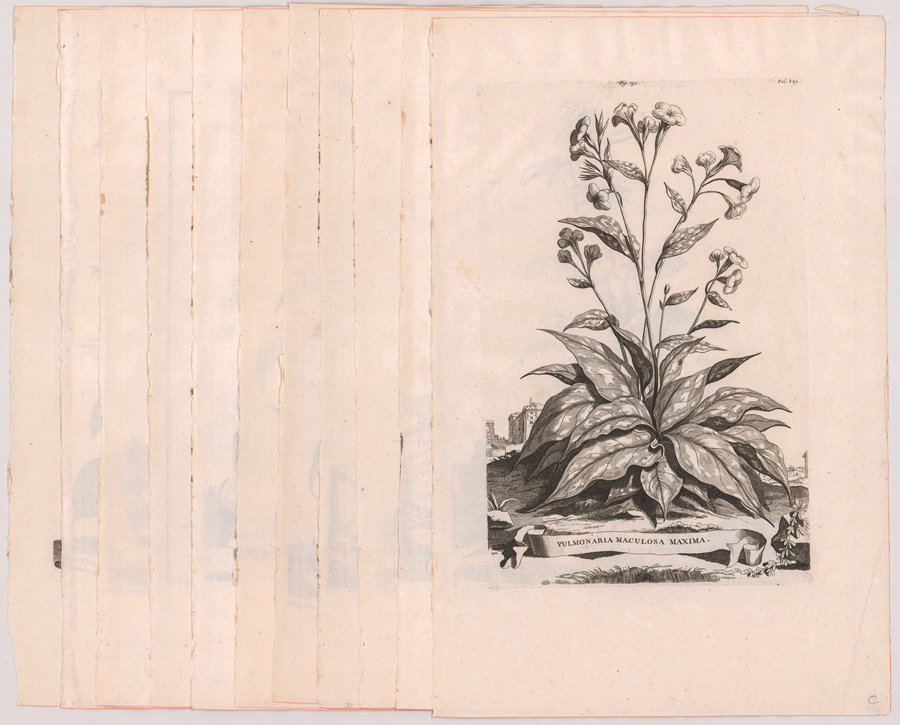 Abraham Munting Copper Engravings [Botanicals]