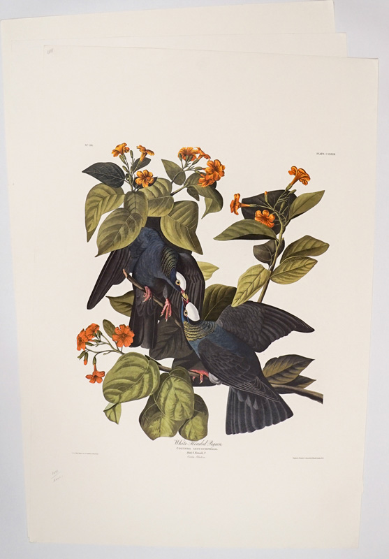 John James Audubon Large Prints [Birds]