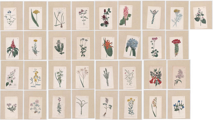Curtis Botanical (37) Antique Prints
