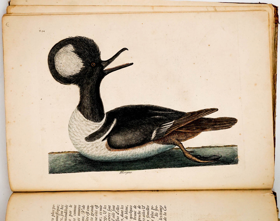 M. Cates by 18th Century (12 Bird Plates) Book